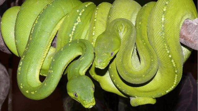 Aussie green tree pythons Aussie green tree pythons