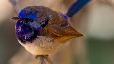 Varigated Fairy Wren