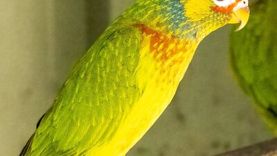 Varied Lorikeet CWIA