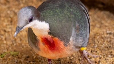 Bleeding Heart Pigeon at the CWIA