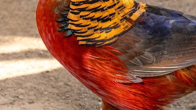 Male Golden Pheasant at the CWIA