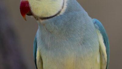 Indian Ringneck at the CWIA