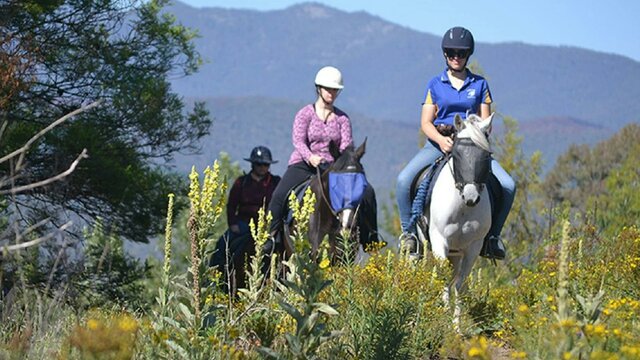 Forest Park trail rides. Forest Park trail rides.