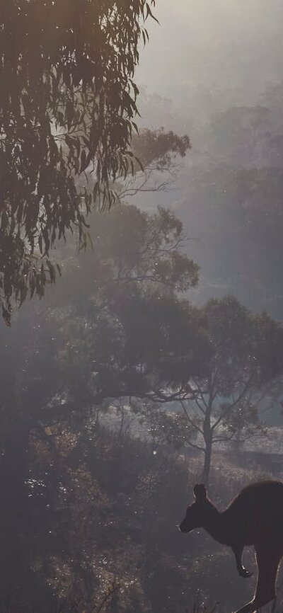 Foggy morning near the dam