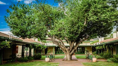 Central tree in arts precinct