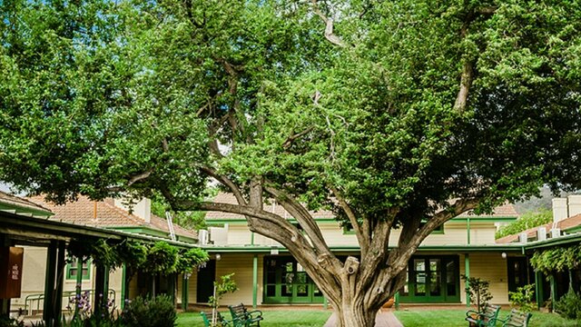 Central tree in arts precinct