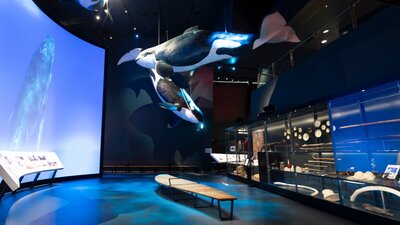 Life size whale suspended from ceiling in the Great Southern Land Gallery