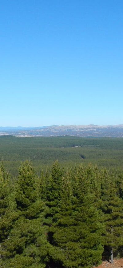 Kowen Pine Forest under clear blue skies
