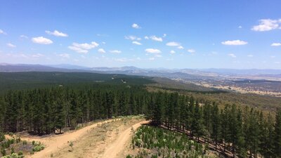 Dirt road running through Kowen Pine Forest with views to the countryside and far hills