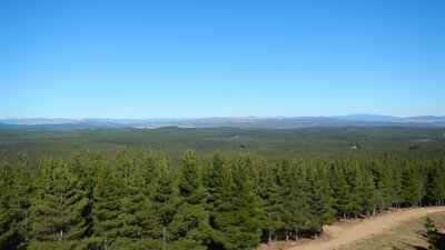 Kowen Pine Forest under clear blue skies