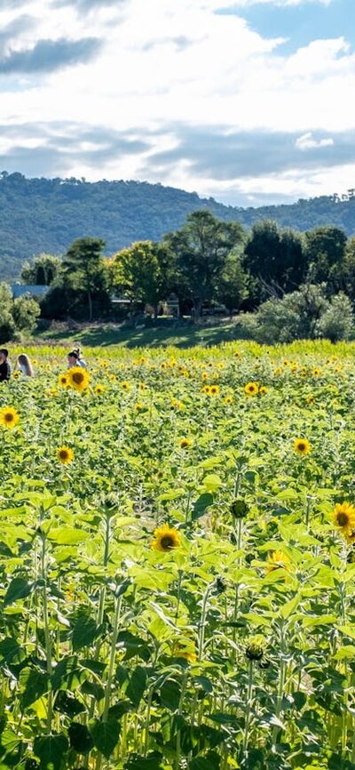 Summer Sunflower Maze in the Majura Valley