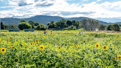 Summer Sunflower Maze in the Majura Valley