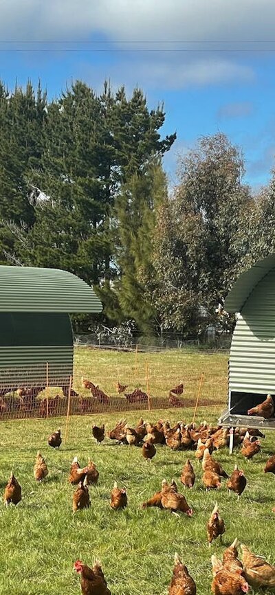 Majura Valley Pastured Chicken Tractors