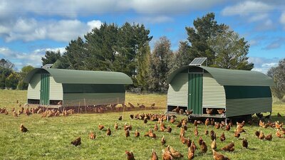 Majura Valley Pastured Chicken Tractors