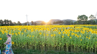 Sunflowers with a sunset