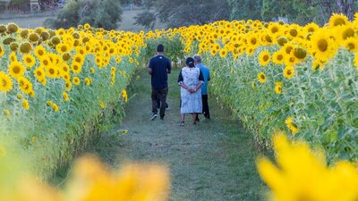 Walking through the sunflowers