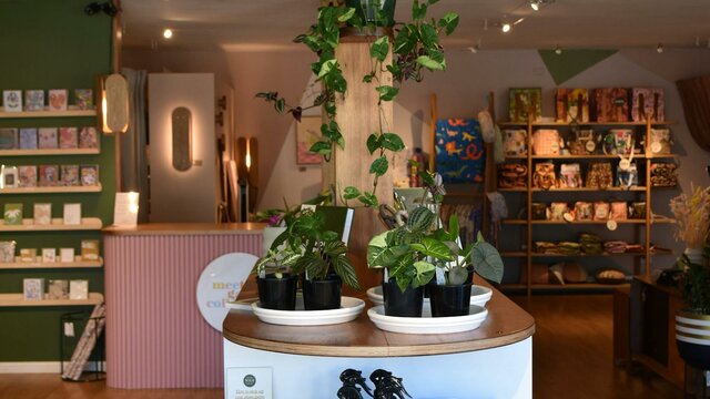 Inside the store, holds a breautiful selection of Canberra growl indoor plants. Beautiful newly renovated store full of amamzing plants and much more