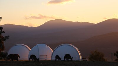 Kangaroos in front of telescope domes at sunset.