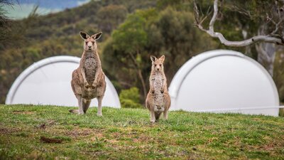 Kangaroos in front of telescope domes.