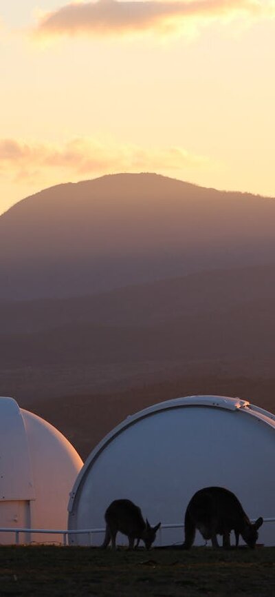 Kangaroos in front of telescope domes at sunset.