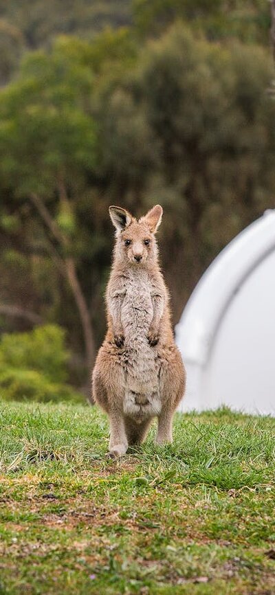 Kangaroos in front of telescope domes.