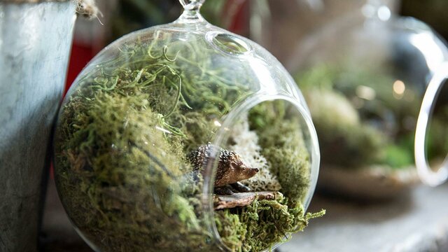 Moxom + Whitney terrariums Custom made terrariums