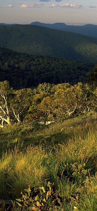 Mt Ginini at sunset