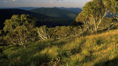 Mt Ginini at sunset