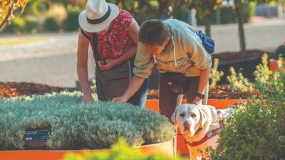 Two adults bending over the sensory garden accompanied by a guide dog