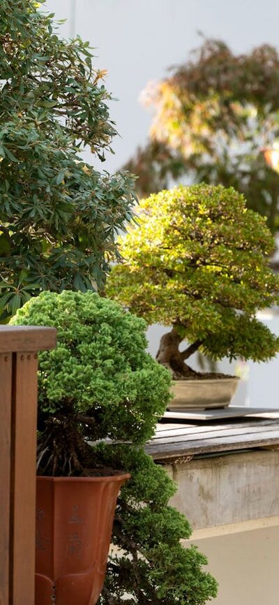 Display of various bonsai plants