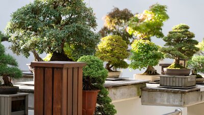 Display of various bonsai plants