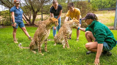 2 Guests and 2 zookeepers partaking in a Cheetah Encounter at the National Zoo and Aquarium