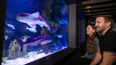 Sharks, fish and other aquatic creatures in the 200,000L shark tank in the Aquarium.