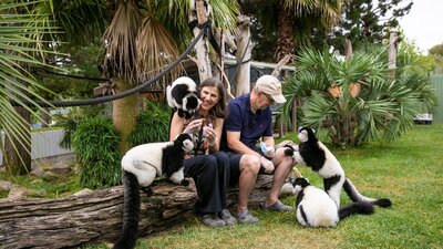 2 guests in the Ruffed lemur enclosure with the primates climbing over them, being fed