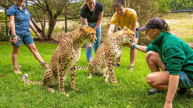 Cheetah Encounter at the National Zoo and Aquarium 2 Guests and 2 zookeepers partaking in a Cheetah Encounter at the National Zoo and Aquarium