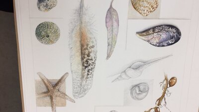 Sketch of sea shells and creatures