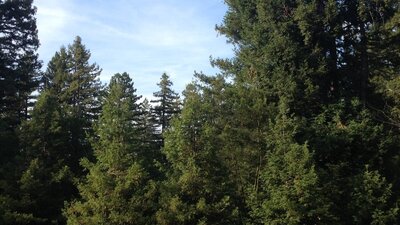 Pialligo Redwood Forest