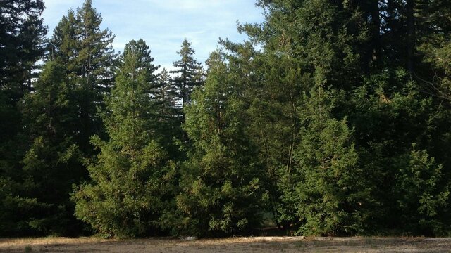 Pialligo Redwood Forest Pialligo Redwood Forest