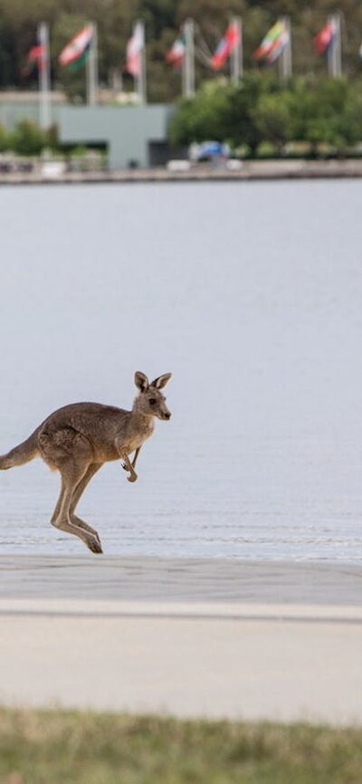 A kangaroo next to the R G Menzies statue on the lakeside