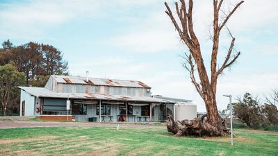 A shed made out of corrugated iron, in parts rusted, sits behind the stump of a tree.