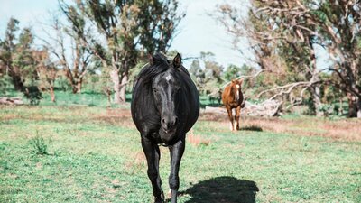 A black horse walking towards the camera in the foreground with a brown horse following behind.