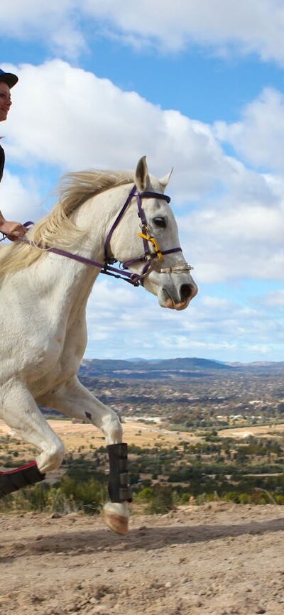Horse and rider at Stromlo Forest Park