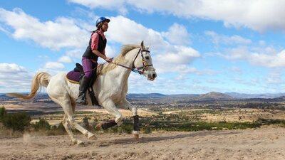 Horse and rider at Stromlo Forest Park