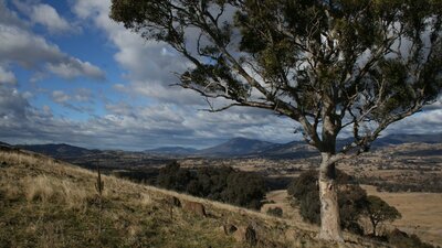 Urambi Hills Urambi Hills