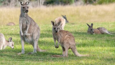Eastern Grey Kangaroos on the Yankee Hat Trail