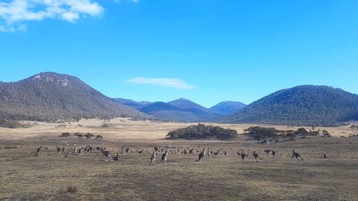 A large mob of kangaroos on the Yankee Hat trail