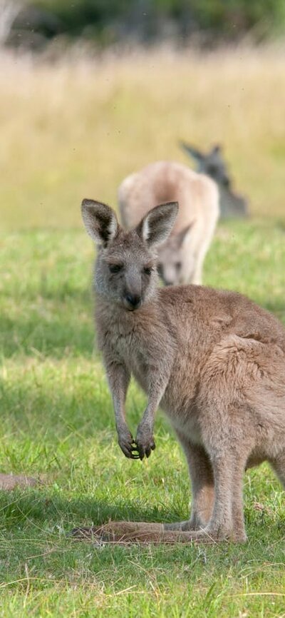 Eastern Grey Kangaroos on the Yankee Hat Trail