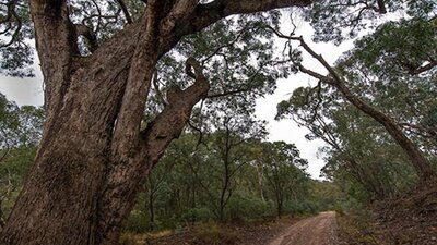 Yanununbeyan State Conservation Area. Photo: John Spencer/NSW Government