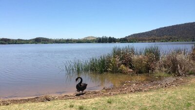 Swan next to Yarralumla Bay