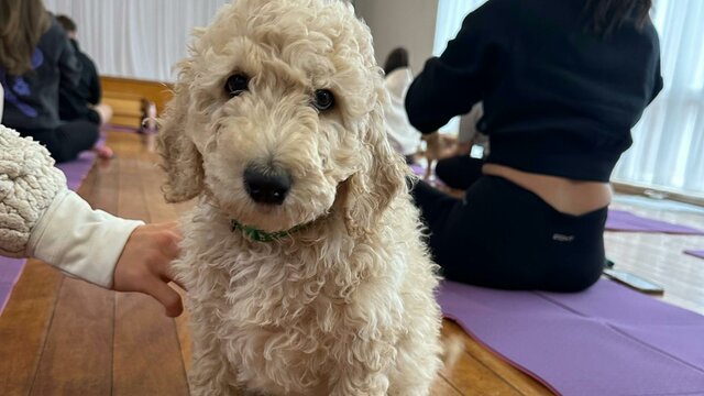 A fluffy cream puppy explores the studio during a Yoga Paws session in Canberra. A fluffy cream puppy sits on the wooden floor beside yoga participants in Canberra.